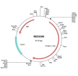 R&D Systems&trade;&nbsp;Human Integrin beta 3/CD61 (NP_000203) VersaClone cDNA