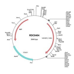 R&D Systems&trade;&nbsp;Human GHSR (NP_940799) VersaClone cDNA