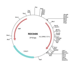 R&D Systems&trade;&nbsp;Human IL-20 R beta (NP_653318) VersaClone cDNA