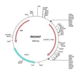 R&D Systems™ Rat CXCR7/RDC-1 (NP_445804) VersaClone cDNA