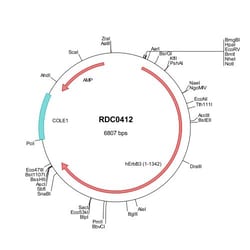 R&D Systems&trade;&nbsp;Human ErbB3/Her3/Her3 (NP_001973) VersaClone cDNA