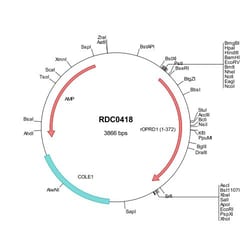 R&D Systems™ Rat delta Opioid R/OPRD1 (NP_036749) VersaClone cDNA