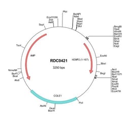 R&D Systems&trade;&nbsp;Human EMP2 (NP_001415) VersaClone cDNA