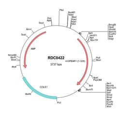 R&D Systems™ Mouse TGR5/GPBAR1 (NP_778150) VersaClone cDNA