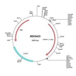 R&D Systems&trade;&nbsp;Rat KOR (NP_058863) VersaClone cDNA