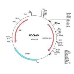 R&D Systems&trade;&nbsp;Human Orai1 (NP_116179) VersaClone cDNA