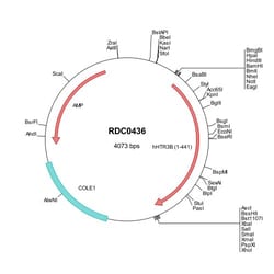 R&D Systems™ Human 5-HT3B (NP_006019) VersaClone cDNA