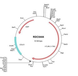 R&D Systems&trade;&nbsp;Human TLR6 (BAA78631) VersaClone cDNA
