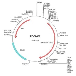 R&D Systems™ Human GPR114 (NP_722579) VersaClone cDNA