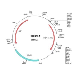 R&D Systems™ Human Aquaporin 1/AQP1 (AAH22486) VersaClone cDNA