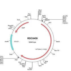 R&D Systems&trade;&nbsp;Human Integrin alpha 4/CD49d (NP_000876) VersaClone cDNA
