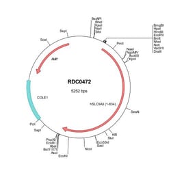 R&D Systems™ Human NHE3/SLC9A3 (NP_004165) VersaClone cDNA