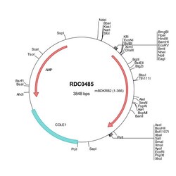 R&D Systems&trade;&nbsp;Mouse Bradykinin RB2/BDKRB2 (AAA19797) VersaClone cDNA