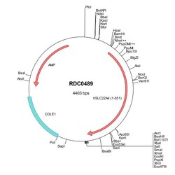 R D Systems Human OCTN1/SLC22A4 (NP_003050) VersaClone cDNA 10 &mu;g | Buy Online | R&amp;D Systems&trade; | Fisher Scientific