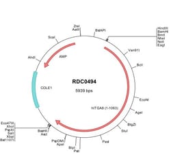 R&D Systems&trade;&nbsp;Human Integrin alpha 8 (NP_003629) VersaClone cDNA