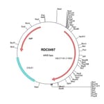 R&D Systems™ Human NRAMP1/SLC11A1 (NP_000569) VersaClone cDNA
