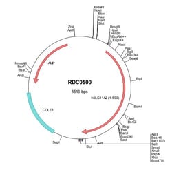 R&D Systems&trade;&nbsp;Human NRAMP2/SLC11A2 (NP_001167596) VersaClone cDNA