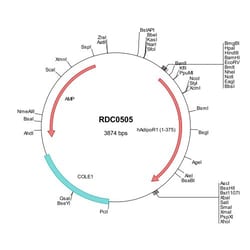 R D Systems Human AdipoR1 (NP_057083) VersaClone cDNA 10 &mu;g | Buy Online | R&amp;D Systems&trade; | Fisher Scientific