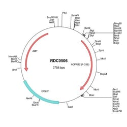 R&D Systems™ Human GPR82 (NP_543007) VersaClone cDNA