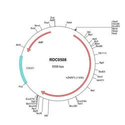 R D Systems Human ZNRF3 (NP_001193927) VersaClone cDNA 10 &mu;g | Buy Online | R&amp;D Systems&trade; | Fisher Scientific