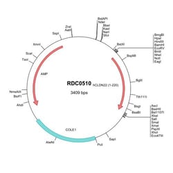R D Systems Human Claudin-22 (NP_001104789) VersaClone cDNA 10 &mu;g | Buy Online | R&amp;D Systems&trade; | Fisher Scientific
