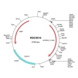 R&D Systems™ Human P2X2/P2RX2 (NP_777362) VersaClone cDNA