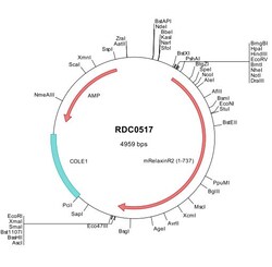 R&D Systems™ Mouse Relaxin R2 (AAL08943) VersaClone cDNA