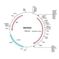 R&D Systems&trade;&nbsp;Human Orexin R2/HCRTR2 (AAC39602) VersaClone cDNA