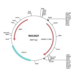 R&D Systems™ Mouse BRS3 (NP_033896) VersaClone cDNA