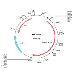 R&D Systems&trade;&nbsp;Human FATP3 (NP_077306) VersaClone cDNA