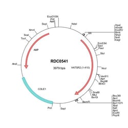 R&D Systems&trade;&nbsp;Human NTS2/NTSR2 (AAH22501) VersaClone cDNA