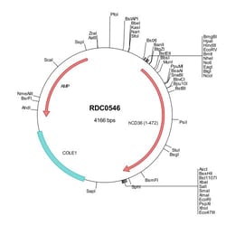 R&D Systems&trade;&nbsp;Human CD36/SR-B3 (NP_000063) VersaClone cDNA