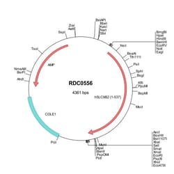 R&D Systems&trade;&nbsp;Human NHA2/SLC9B2 (NP_849155) VersaClone cDNA