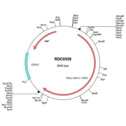 R&D Systems™ Human SLC12A3 (NP_000330) VersaClone cDNA