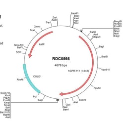 R&D Systems™ Human GPR111 (ABC41928) VersaClone cDNA