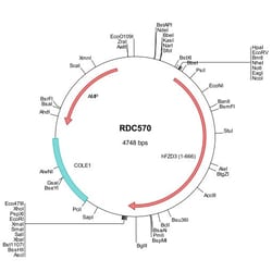 R D Systems Human Frizzled-3 (NP_059108) VersaClone cDNA 10 &mu;g | Buy Online | R&amp;D Systems&trade; | Fisher Scientific