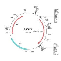 R&D Systems™ Mouse AGTR-1A (NP_796296) VersaClone cDNA
