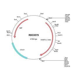 R&D Systems™ Human RXFP3/RLN3R1 (AAH95526) VersaClone cDNA