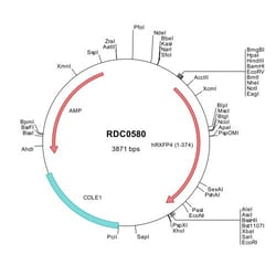 R&D Systems&trade;&nbsp;Human RXFP4/GPCR142 (AAQ92316) VersaClone cDNA