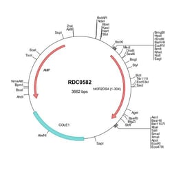 R&D Systems&trade;&nbsp;Human KIR2DS4/CD158i (NP_036446) VersaClone cDNA