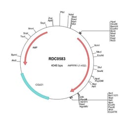 R D Systems Rat Neuropeptide FF R1/NPFFR1 (NP_071627) VersaClone cDNA 10 &mu;g | Buy Online | R&amp;D Systems&trade; | Fisher Scientific