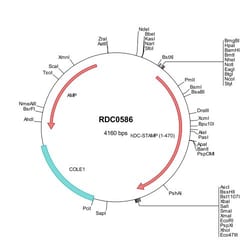R&D Systems&trade;&nbsp;Human DC-STAMP (NP_110415) VersaClone cDNA