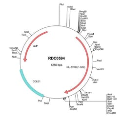 R&D Systems™ Human IL-17RB (NP_061195) VersaClone cDNA