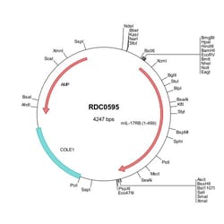 R&D Systems&trade;&nbsp;Mouse IL-17RB (NP_062529) VersaClone cDNA