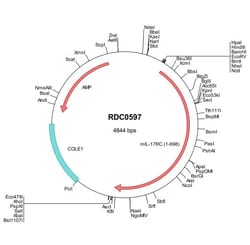 R&D Systems™ Mouse IL-17RC (NP_849273) VersaClone cDNA