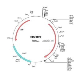 R&D Systems™ Mouse EDNRA (NP_034462) VersaClone cDNA