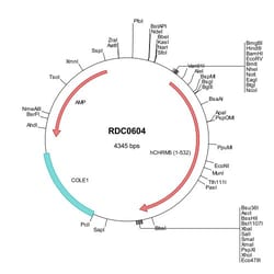 R&D Systems™ Human CHRM5 (AAH41805) VersaClone cDNA