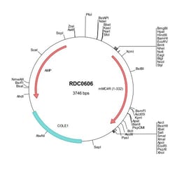 R&D Systems&trade;&nbsp;Mouse Melanocortin-4 R/MC4R (AAG35602) VersaClone cDNA