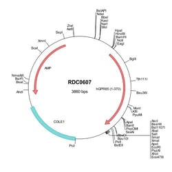 R&D Systems™ Human GPR85 (NP_061843) VersaClone cDNA