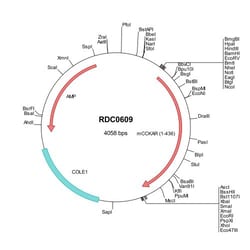 R&D Systems™ Mouse CCK-AR (NP_033957) VersaClone cDNA